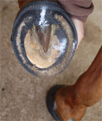 Perfect Hoof Wear