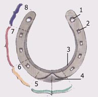 Quiz Galop 3 (Les parties de la tête du cheval) - Equitation