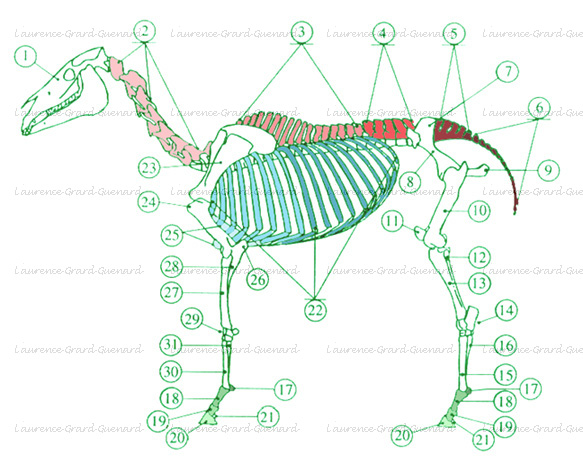 squelette de cheval